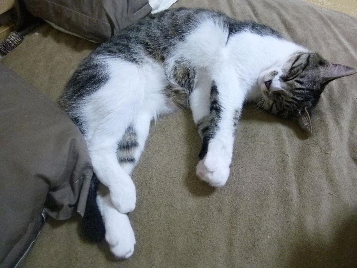 开云体育app-时间裂隙，勇士末节引力波淹没湖人，伦纳德攻防转换重塑时空