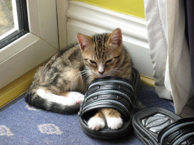 开云体育2026-冰与火的竞速，当非洲法老刺破太极虎，F1赛道已燃起红色烈焰