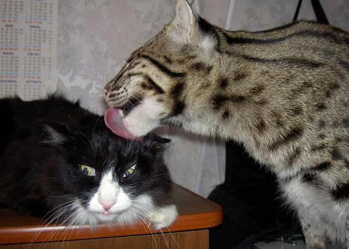 （扩展思维后拟定的三个备选方案）