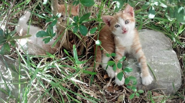 凡尔赛宫的舞者，绿茵场的元帅，格列兹曼如何用一场比赛定义伟大