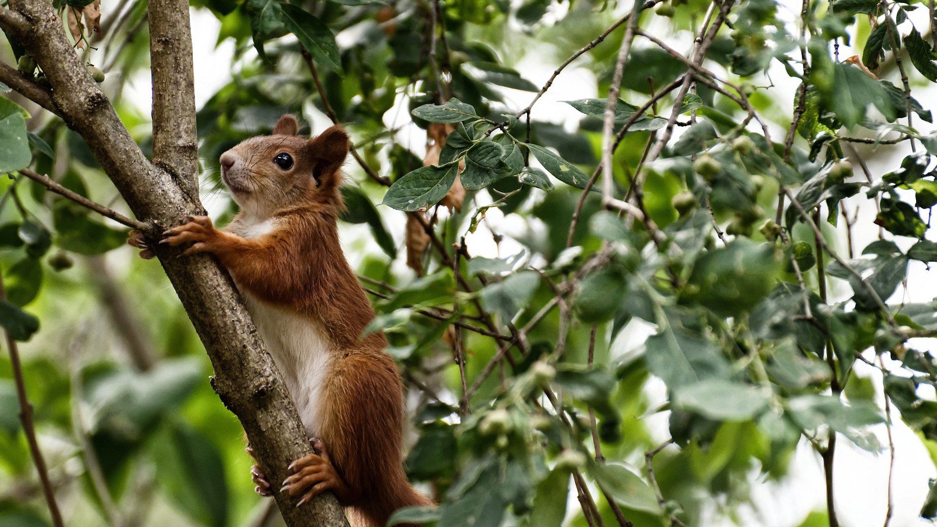 奇兵天降！武切维奇蛰痛绿军，黄蜂客场掀翻联盟第一