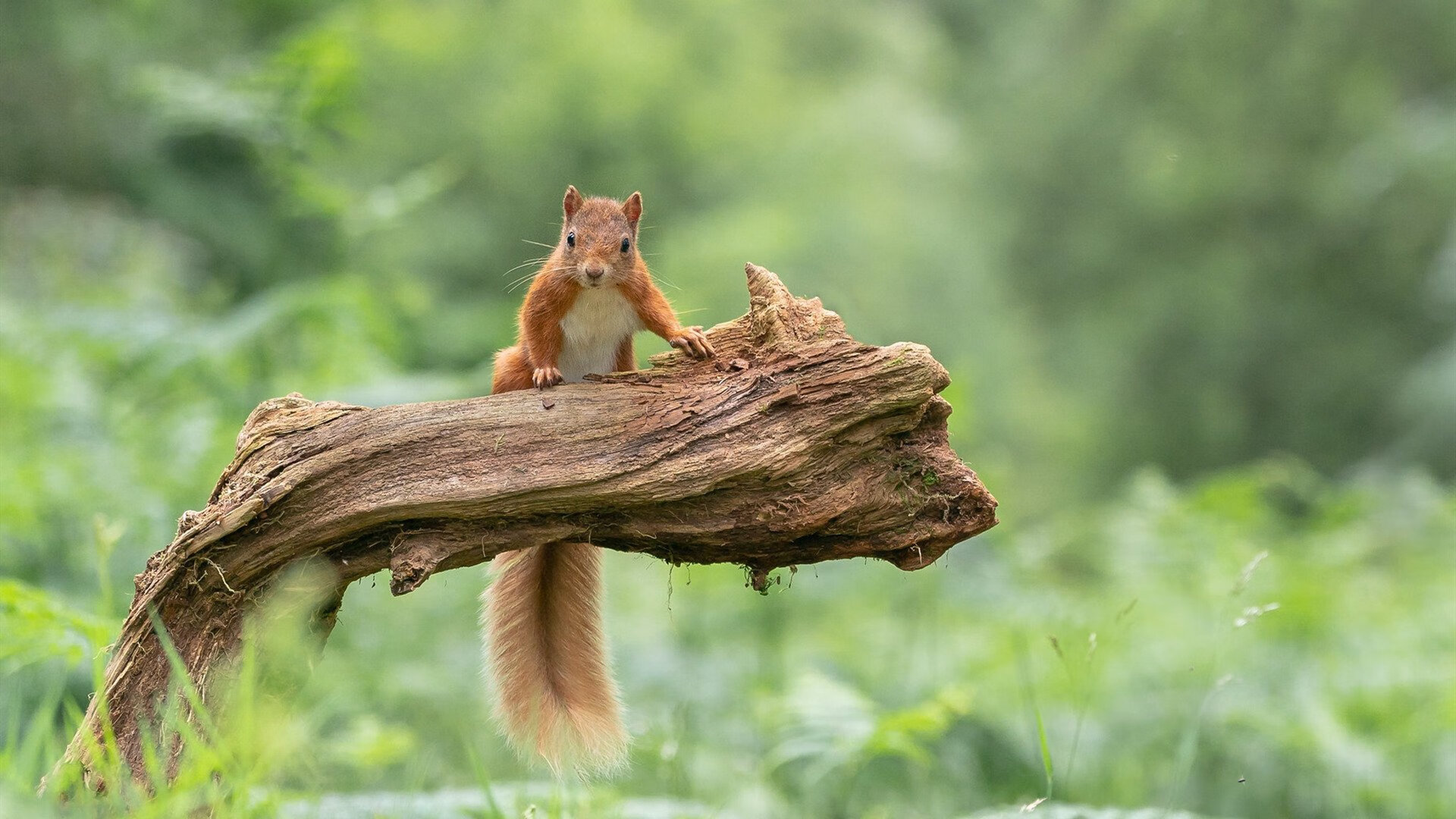 蒂亚戈大师级调度!尼斯3-1洪都拉斯,中场核心完美演绎攻防艺术