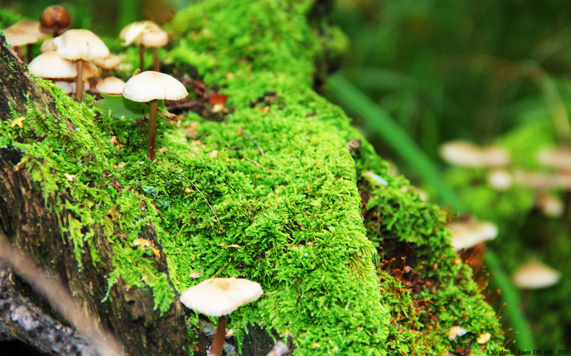 错位时空的对决，奥纳纳的十二码救赎与哥斯达黎加的加时奇迹