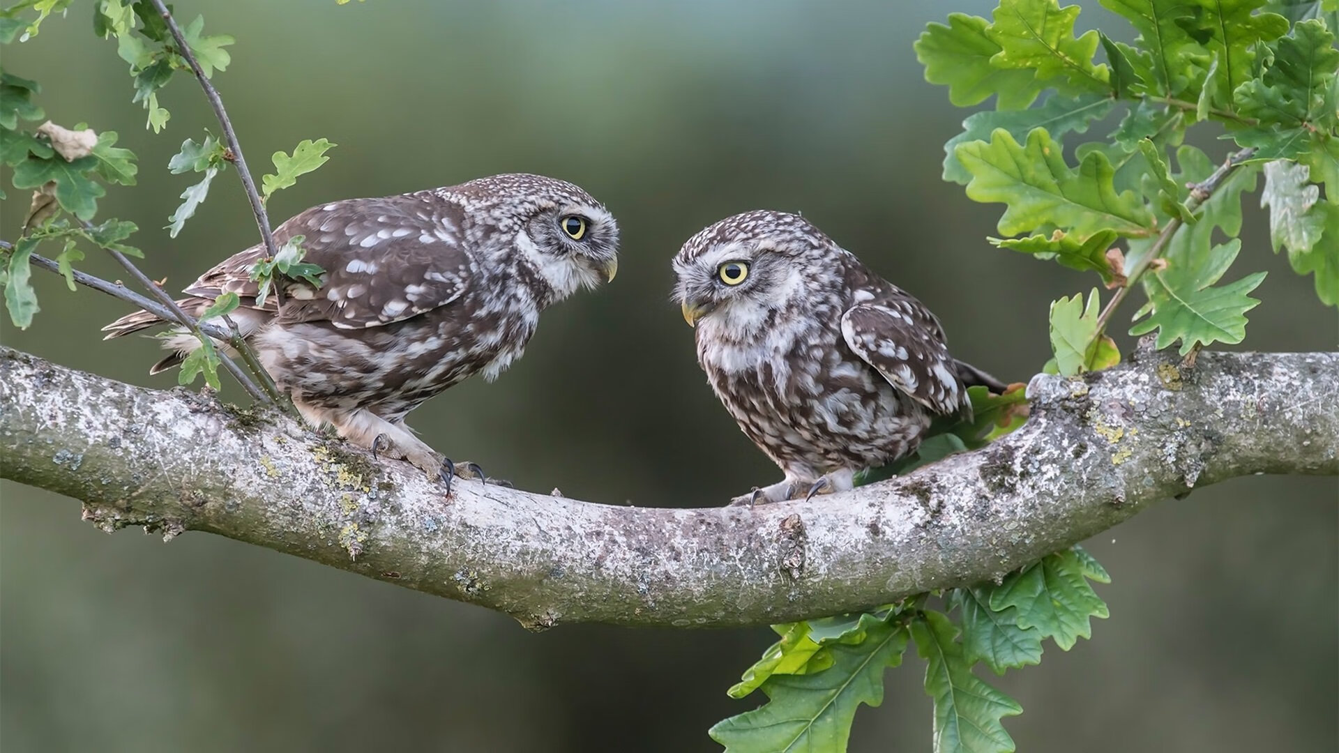 东瀛尤文，富安健洋一夫当关，日本队稳健拿下伊拉克