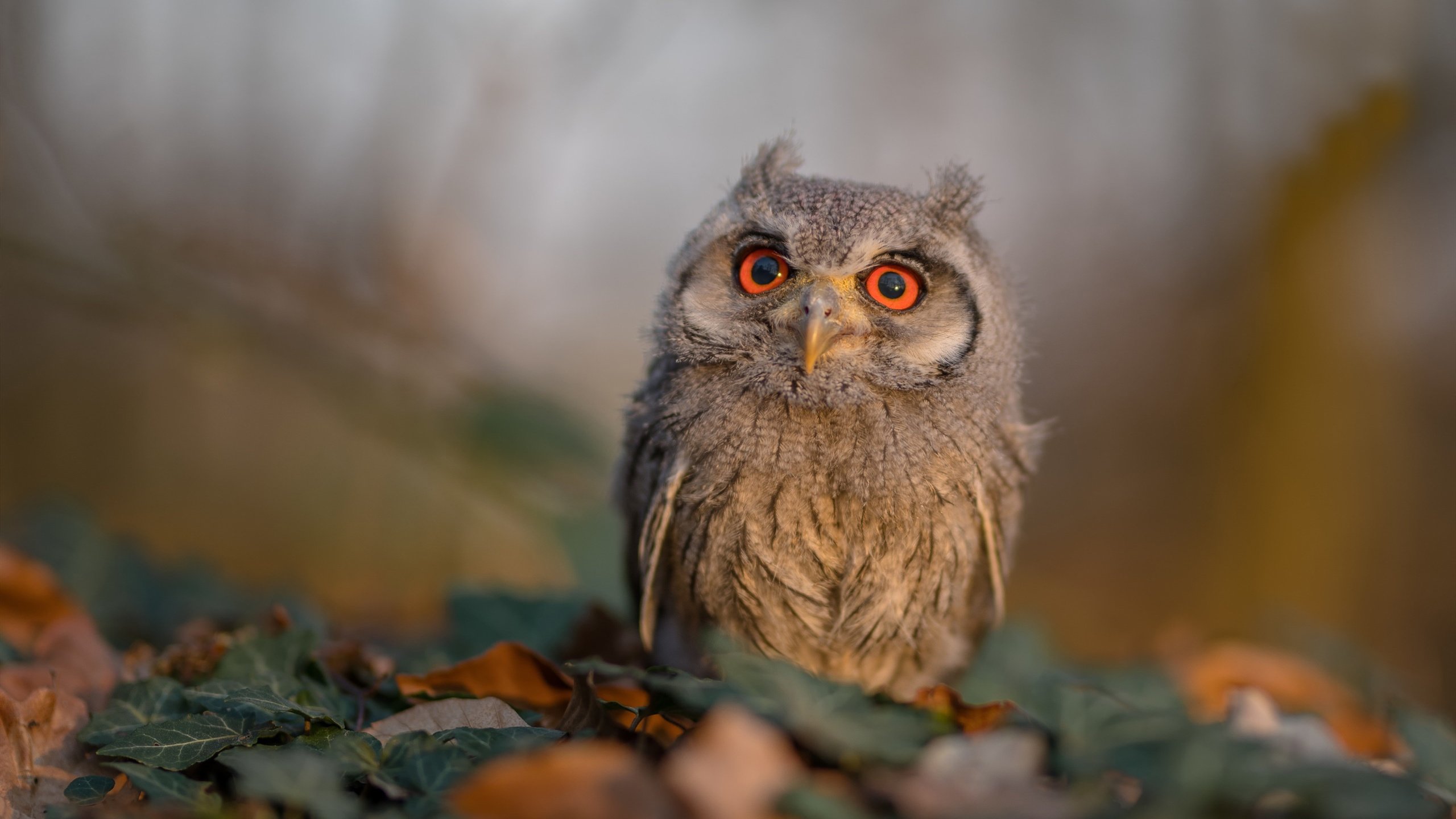 唯一性闪耀，吉林险胜浙江与小贾伦总决赛的传奇接管