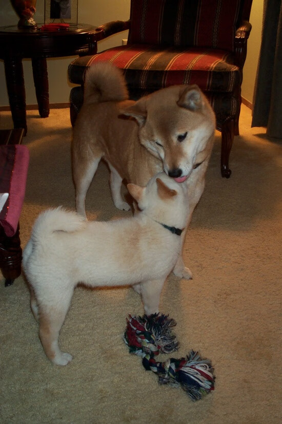 体育场即政治，从维尼修斯爆发到加拿大横扫拉齐奥的隐喻破网