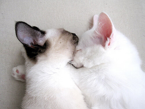 北境之鹰南飞夜，当贝恩的最后一颗子弹击穿风雪