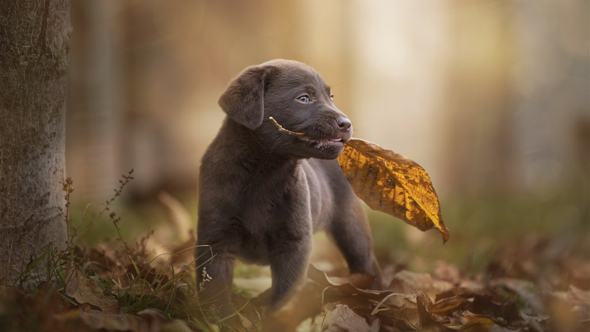 最后一圈的转机，策略师蒂亚戈的无声胜利