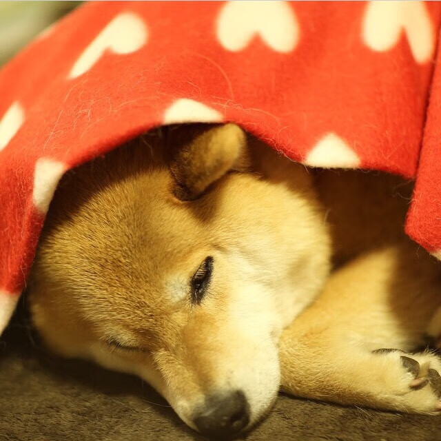 开云体育-跨界碰撞，当字母哥的怒吼响彻F1巴林之夜