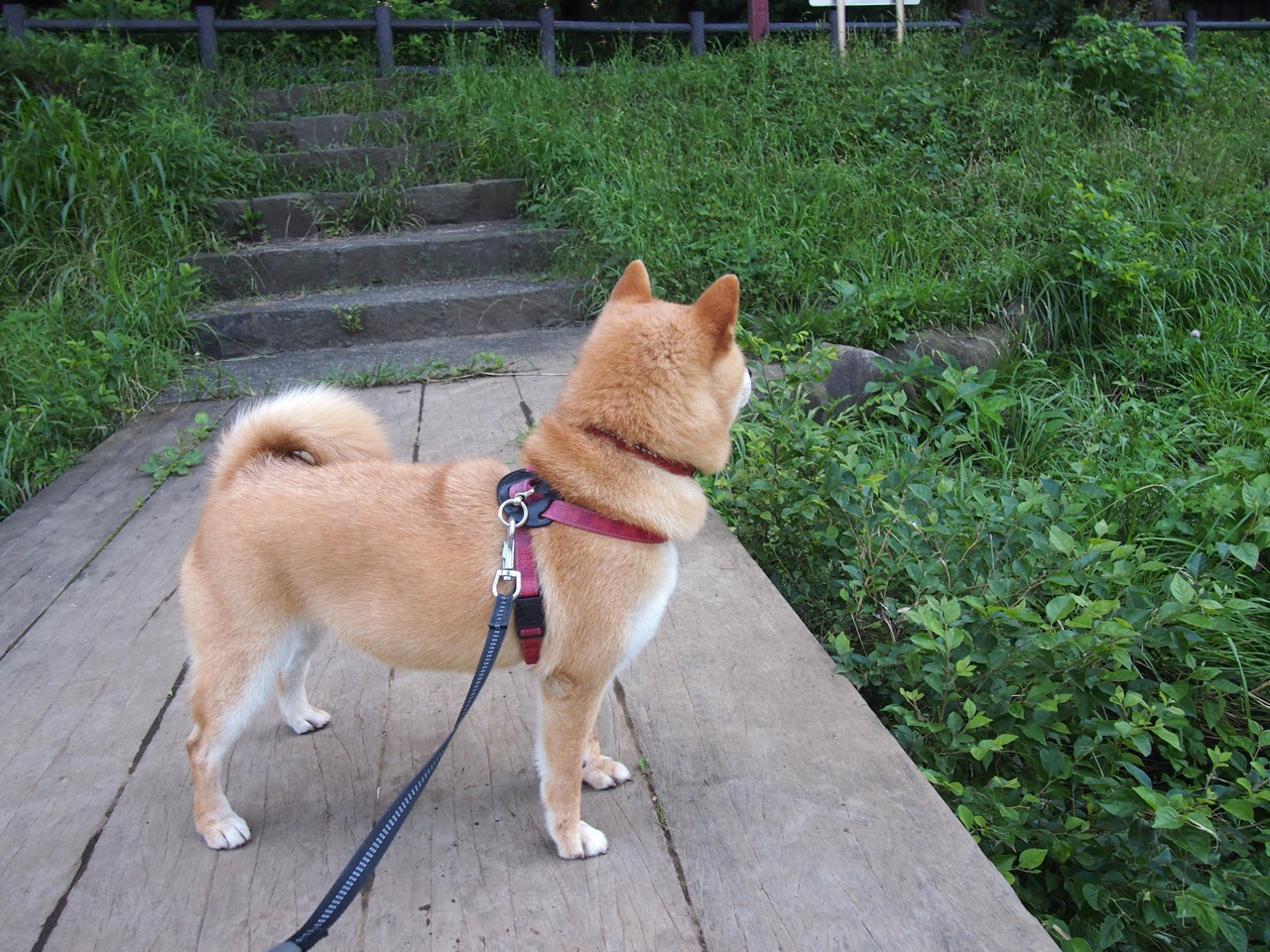 跨越时空的绝杀共鸣，当老鹰的冷箭射落鹈鹕，詹姆斯的血脉在历史中苏醒